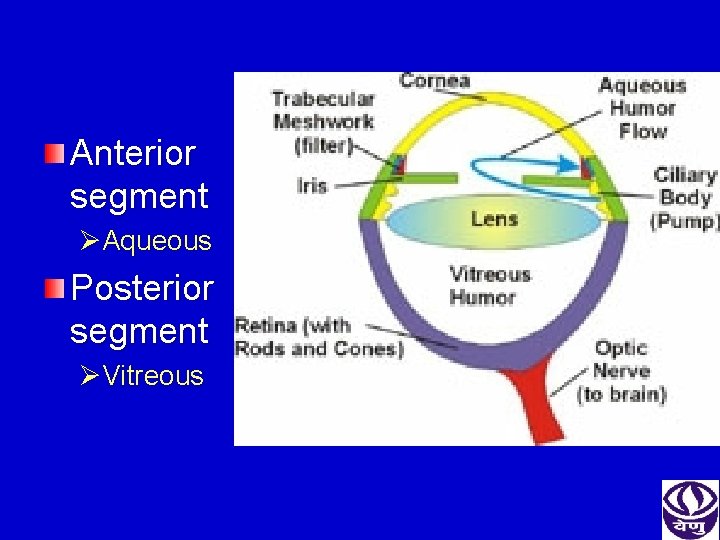 Anterior segment ØAqueous Posterior segment ØVitreous 