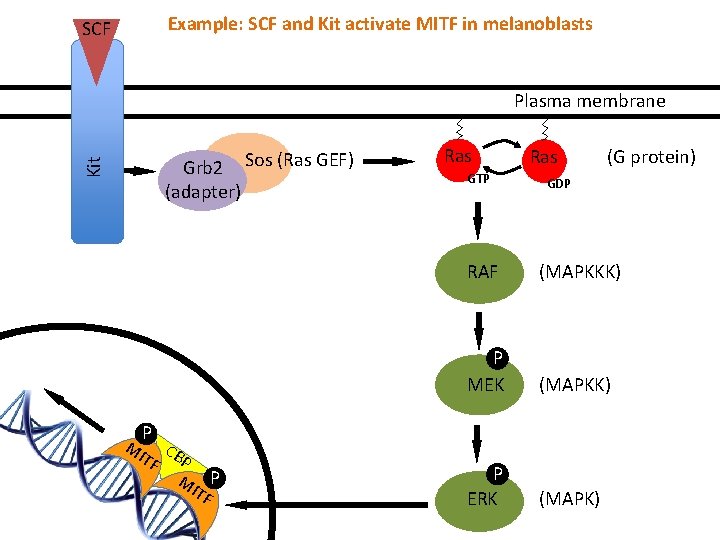 Example: SCF and Kit activate MITF in melanoblasts SCF Plasma membrane Kit Grb 2