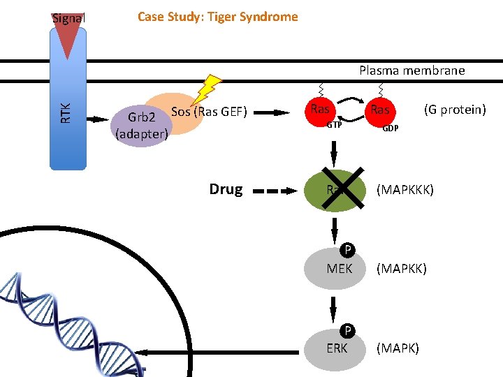 Signal Case Study: Tiger Syndrome RTK Plasma membrane Grb 2 Sos (Ras GEF) (adapter)