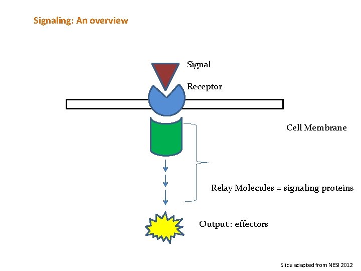 Signaling: An overview Signal Receptor Cell Membrane Relay Molecules = signaling proteins Output :