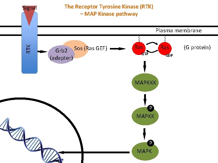 Signal The Receptor Tyrosine Kinase (RTK) – MAP Kinase pathway RTK Plasma membrane Grb