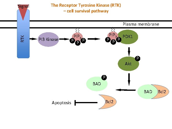 Signal The Receptor Tyrosine Kinase (RTK) – cell survival pathway RTK Plasma membrane PI