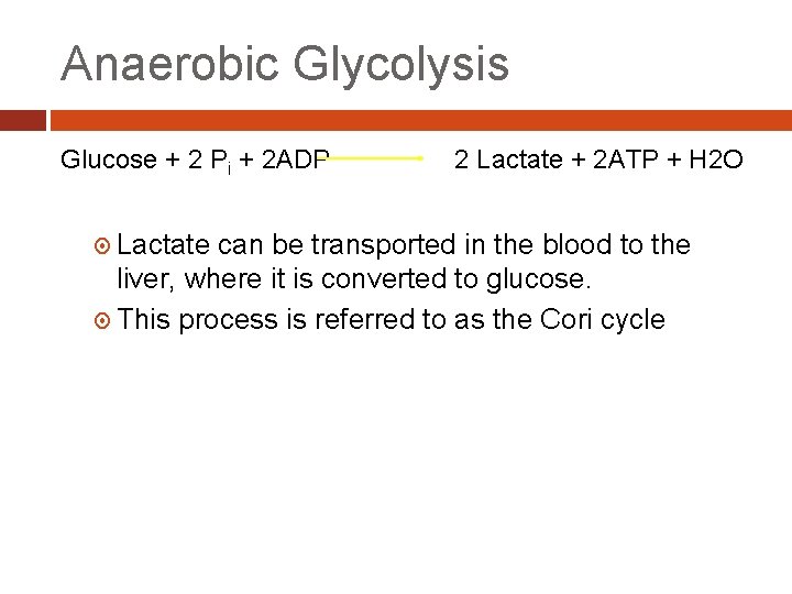 Anaerobic Glycolysis Glucose + 2 Pi + 2 ADP Lactate 2 Lactate + 2