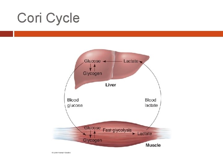 Cori Cycle 