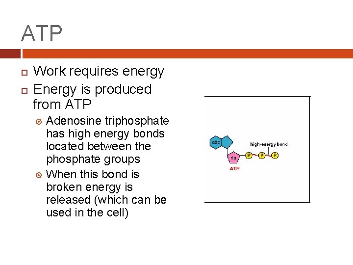 ATP Work requires energy Energy is produced from ATP Adenosine triphosphate has high energy