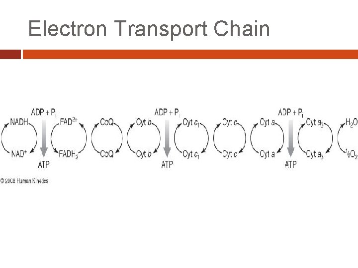 Electron Transport Chain 