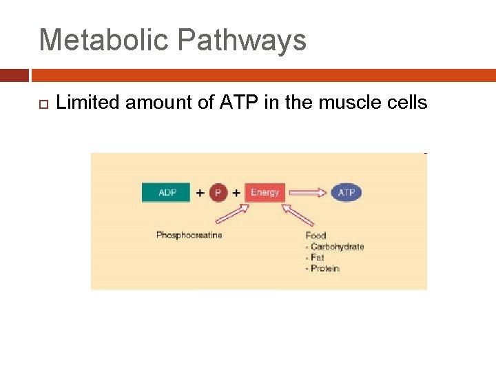 Metabolic Pathways Limited amount of ATP in the muscle cells 