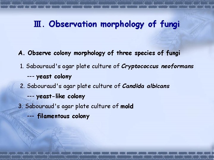 Ⅲ. Observation morphology of fungi A. Observe colony morphology of three species of fungi