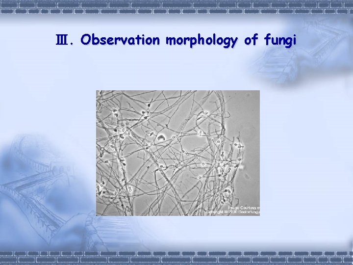 Ⅲ. Observation morphology of fungi 