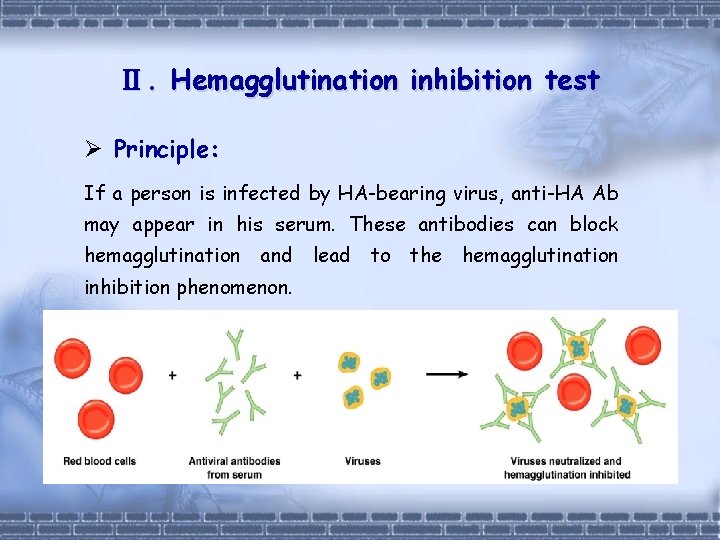 Ⅱ. Hemagglutination inhibition test Ø Principle: If a person is infected by HA-bearing virus,