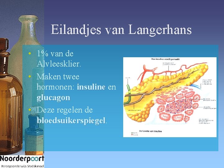 Eilandjes van Langerhans • 1% van de Alvleesklier. • Maken twee hormonen: insuline en