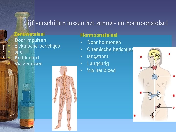 Vijf verschillen tussen het zenuw- en hormoonstelsel • • • Zenuwstelsel Door impulsen elektrische