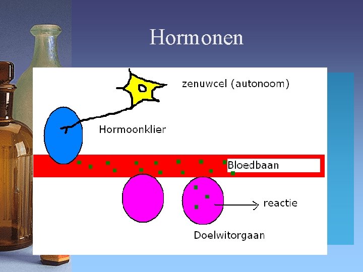 Hormonen 