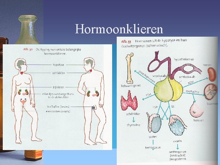 Hormoonklieren 