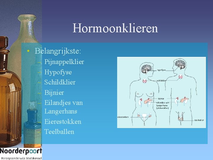 Hormoonklieren • Belangrijkste: – – – Pijnappelklier Hypofyse Schildklier Bijnier Eilandjes van Langerhans –