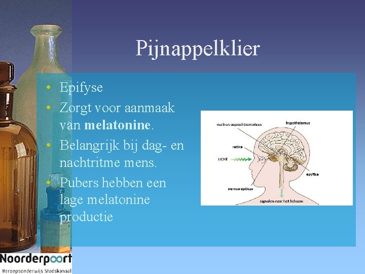 Pijnappelklier • Epifyse • Zorgt voor aanmaak van melatonine. • Belangrijk bij dag- en