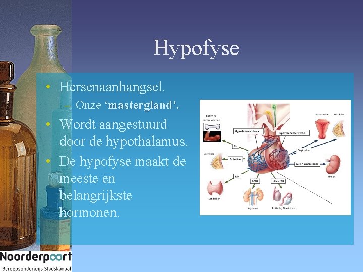 Hypofyse • Hersenaanhangsel. – Onze ‘mastergland’. • Wordt aangestuurd door de hypothalamus. • De