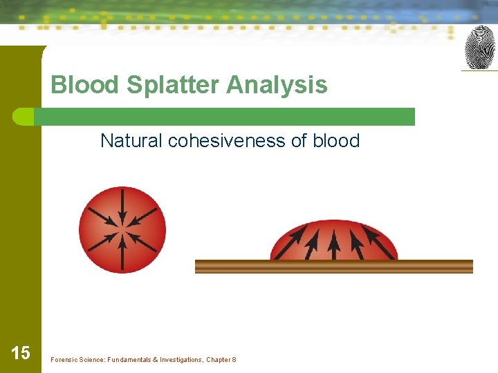 Blood Splatter Analysis Natural cohesiveness of blood 15 Forensic Science: Fundamentals & Investigations, Chapter
