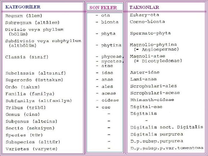 Sistematik Kategoriler tablo 