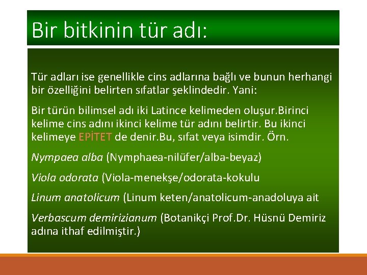 Bir bitkinin tür adı: Tür adları ise genellikle cins adlarına bağlı ve bunun herhangi