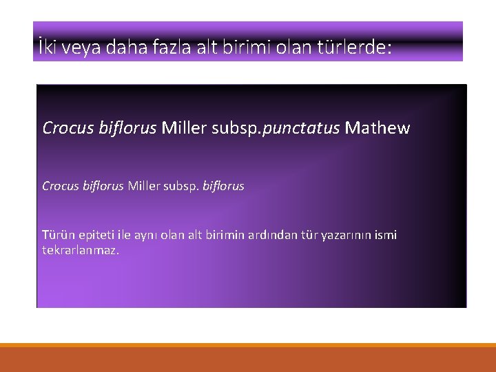 İki veya daha fazla alt birimi olan türlerde: Crocus biflorus Miller subsp. punctatus Mathew