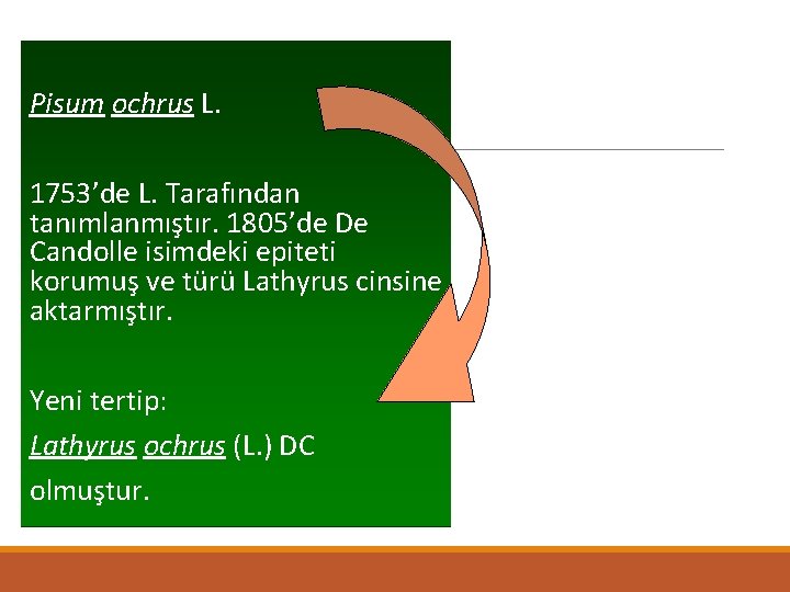 Pisum ochrus L. 1753’de L. Tarafından tanımlanmıştır. 1805’de De Candolle isimdeki epiteti korumuş ve