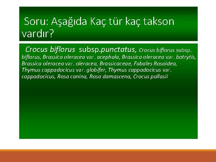 Soru: Aşağıda Kaç tür kaç takson vardır? Crocus biflorus subsp. punctatus, Crocus biflorus subsp.