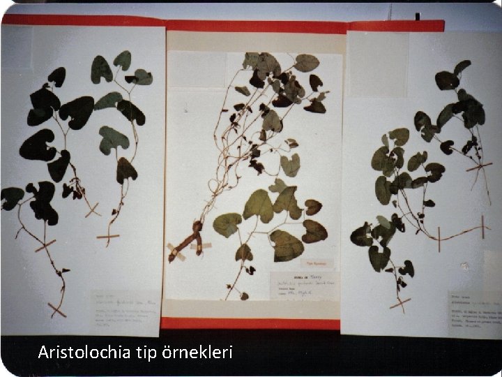 Aristolochia tip örnekleri 