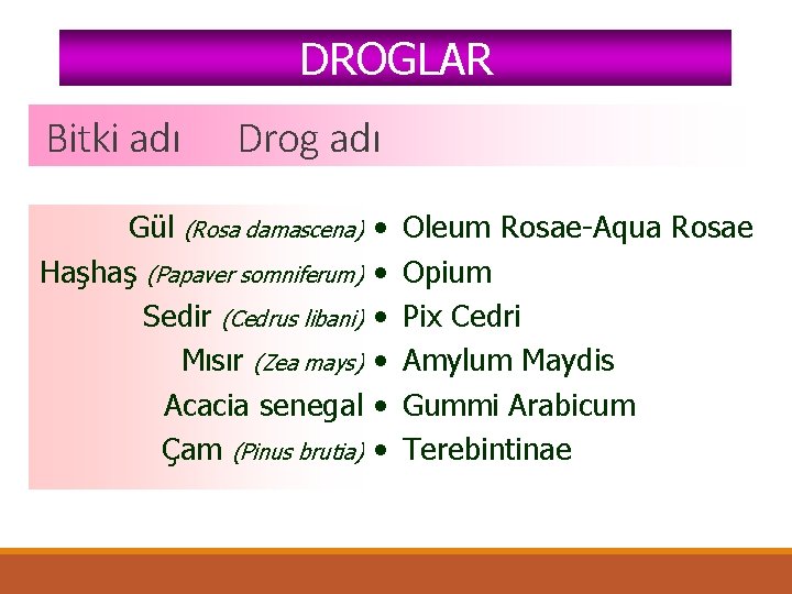 DROGLAR Bitki adı Drog adı Gül (Rosa damascena) Haşhaş (Papaver somniferum) Sedir (Cedrus libani)