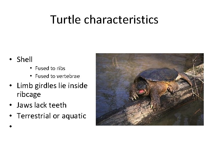 Turtle characteristics • Shell • Fused to ribs • Fused to vertebrae • Limb