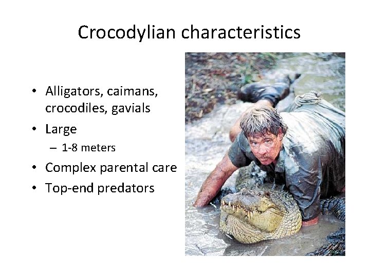 Crocodylian characteristics • Alligators, caimans, crocodiles, gavials • Large – 1 -8 meters •