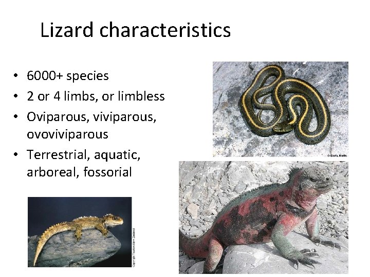 Lizard characteristics • 6000+ species • 2 or 4 limbs, or limbless • Oviparous,