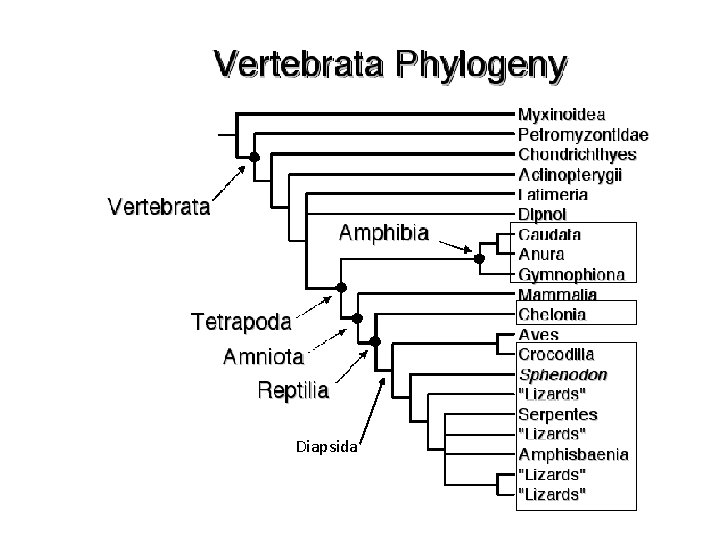 Diapsida 