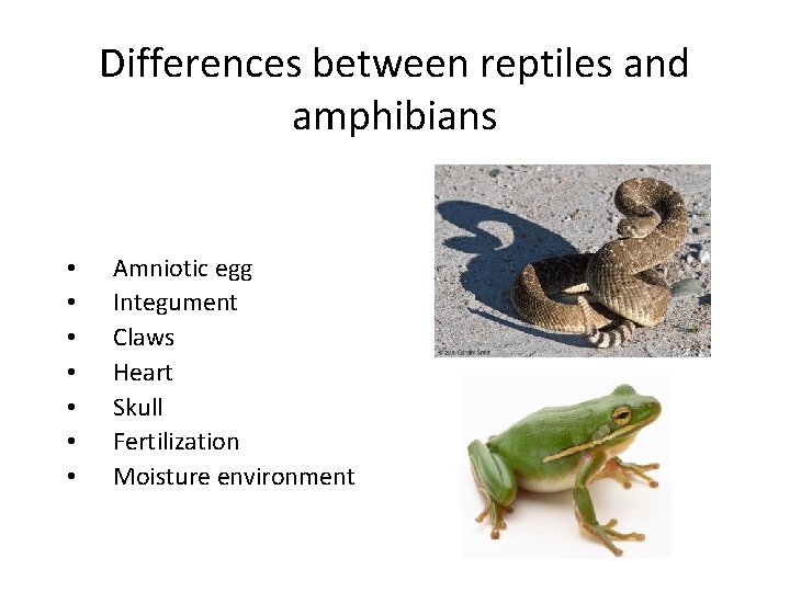 Differences between reptiles and amphibians • • Amniotic egg Integument Claws Heart Skull Fertilization