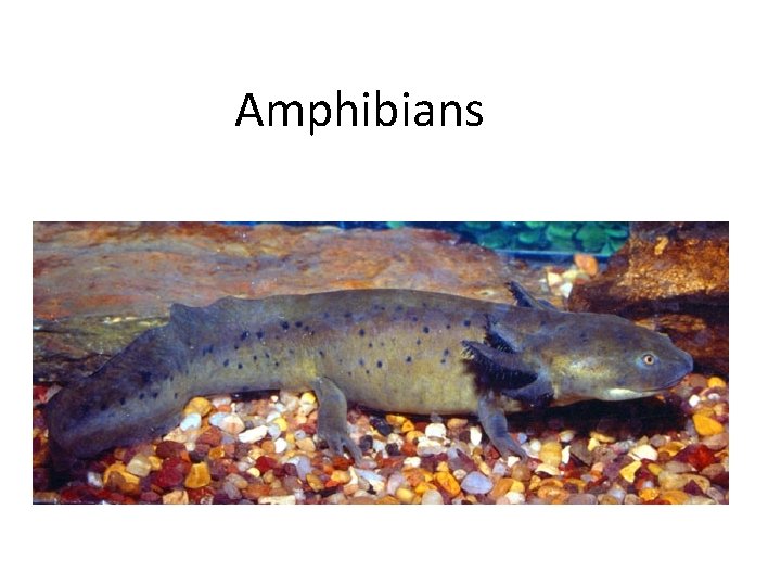 Amphibians 