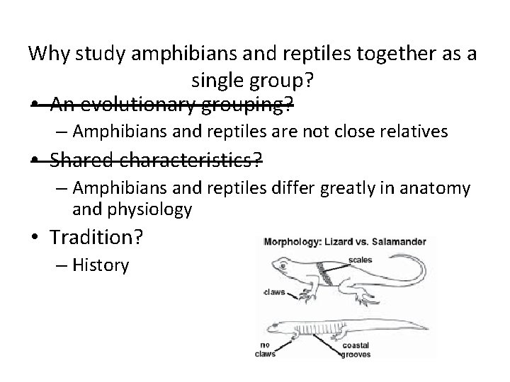 Why study amphibians and reptiles together as a single group? • An evolutionary grouping?