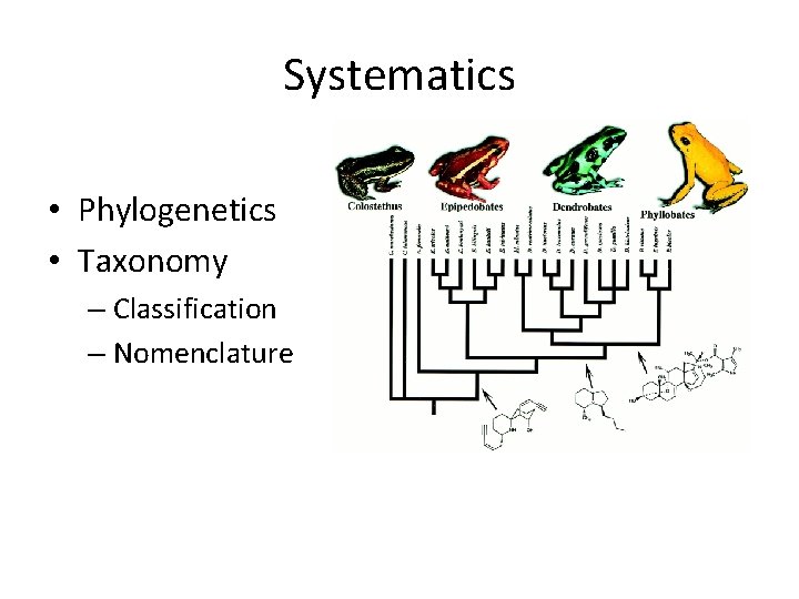 Systematics • Phylogenetics • Taxonomy – Classification – Nomenclature 