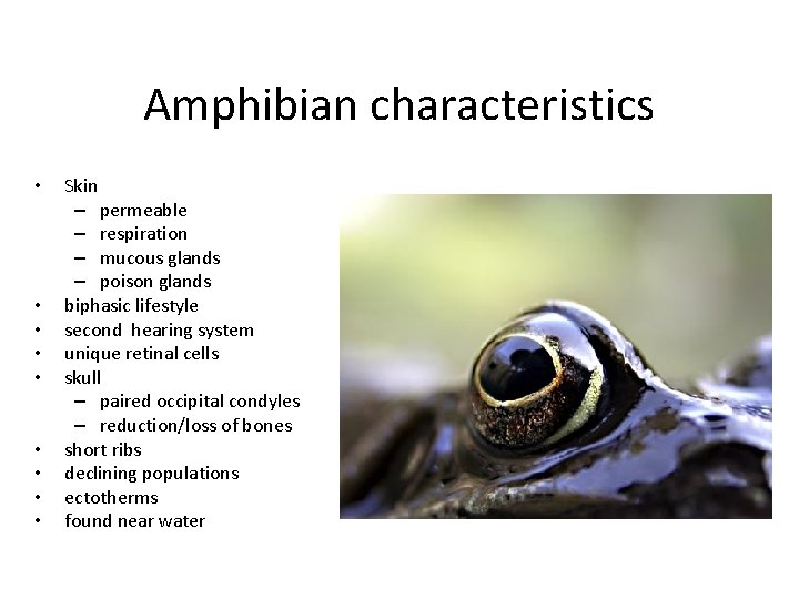 Amphibian characteristics • • • Skin – permeable – respiration – mucous glands –
