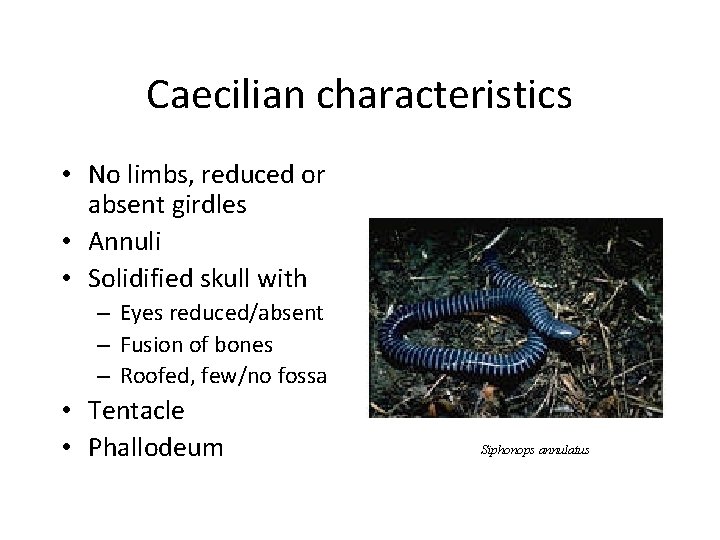 Caecilian characteristics • No limbs, reduced or absent girdles • Annuli • Solidified skull