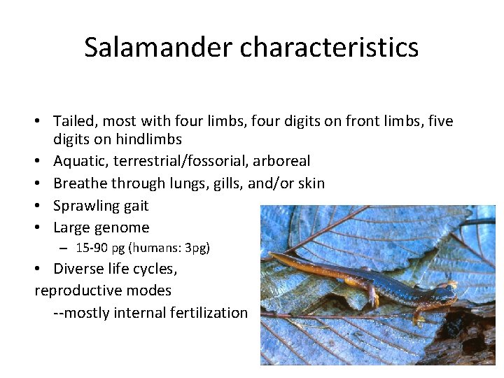 Salamander characteristics • Tailed, most with four limbs, four digits on front limbs, five