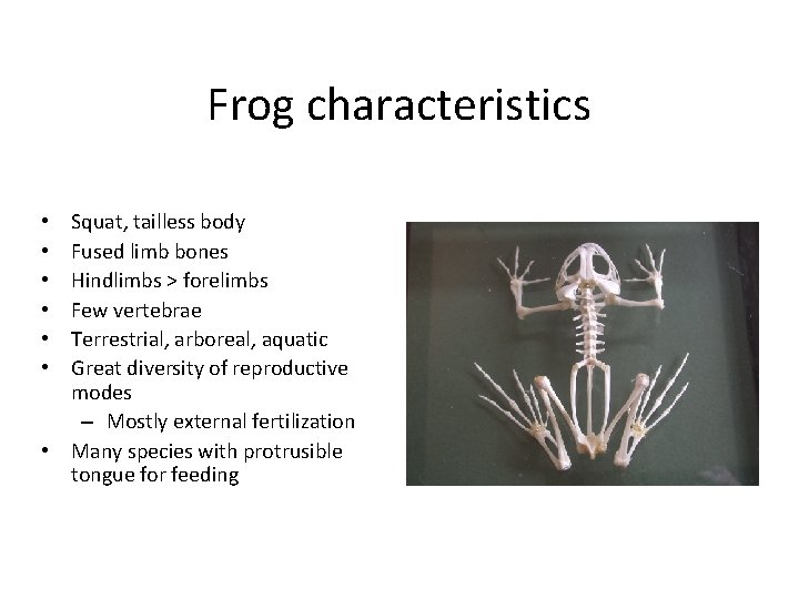 Frog characteristics Squat, tailless body Fused limb bones Hindlimbs > forelimbs Few vertebrae Terrestrial,