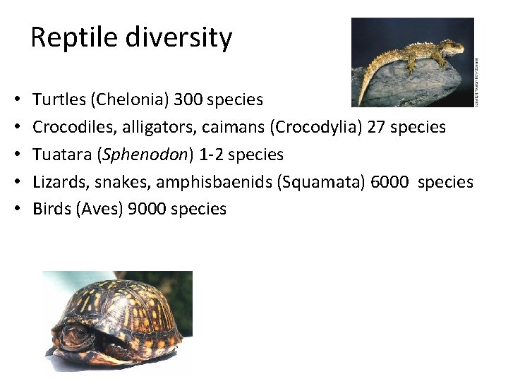 Reptile diversity • • • Turtles (Chelonia) 300 species Crocodiles, alligators, caimans (Crocodylia) 27