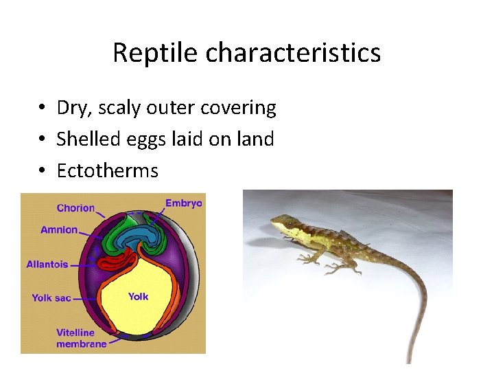 Reptile characteristics • Dry, scaly outer covering • Shelled eggs laid on land •