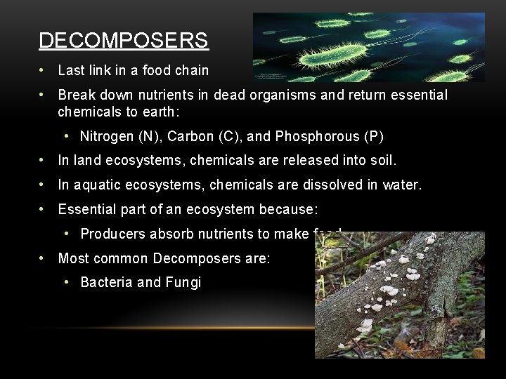 DECOMPOSERS • Last link in a food chain • Break down nutrients in dead