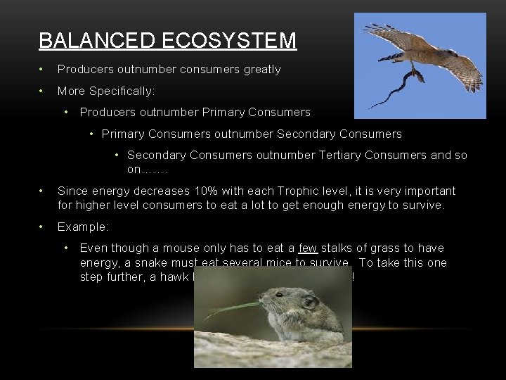 BALANCED ECOSYSTEM • Producers outnumber consumers greatly • More Specifically: • Producers outnumber Primary