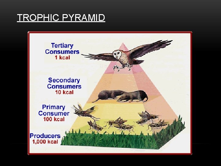 TROPHIC PYRAMID 