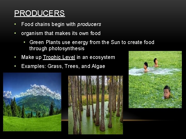 PRODUCERS • Food chains begin with producers • organism that makes its own food