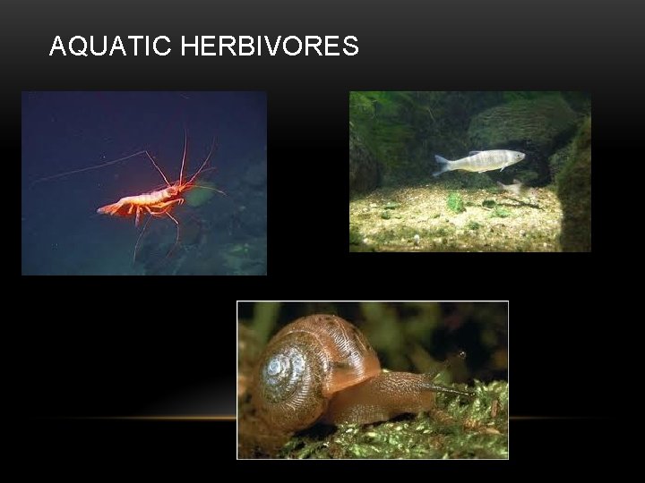 AQUATIC HERBIVORES 