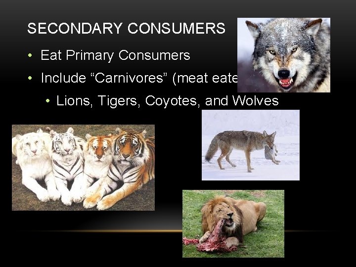 SECONDARY CONSUMERS • Eat Primary Consumers • Include “Carnivores” (meat eaters) • Lions, Tigers,