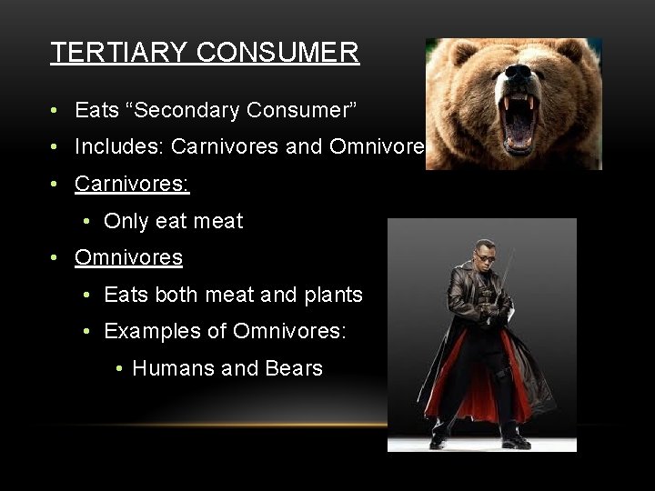 TERTIARY CONSUMER • Eats “Secondary Consumer” • Includes: Carnivores and Omnivores • Carnivores: •